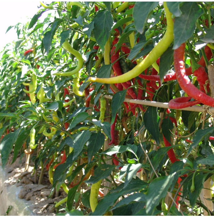 Paprika kozí roh Beros - Capsicum annuum - semená chilli - 15 ks