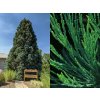 Sekvojovec mamutí 40-50 cm - Sequoiadendron giganteum, kont. 2,5 l