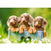 Castorland Cute dachshunds 500 dielov