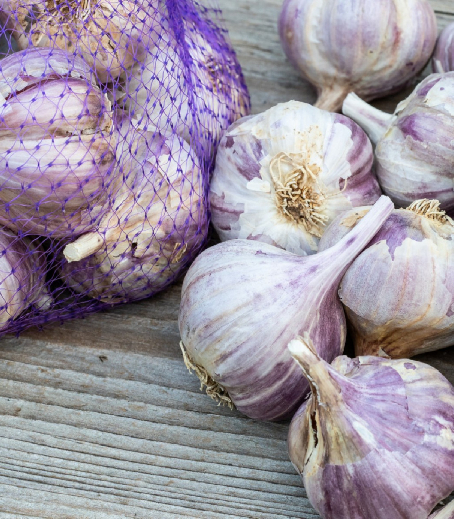 Sadbový cesnak Topaz - Allium sativum - paličiak - predaj cibulí cesnaku - 1 balenie