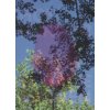 Viviane Sassen: Hot Mirror (Clayton Eleanor)