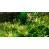 Rotala 'Vietnam H'ra' 1-2 Grow!