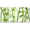 Moderný foto-obraz akryl na stenu Bambus 100x50 cm