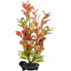 Ludwigia repens ( Red Ludwigia) - rastlina Tetra 23 cm, M