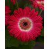 GERBERA JAMESONII do kvetináčov, REVOLUTION BICOLOR ROSE WHITE, 1000 semien