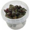 Alternanthera reineckii Purple