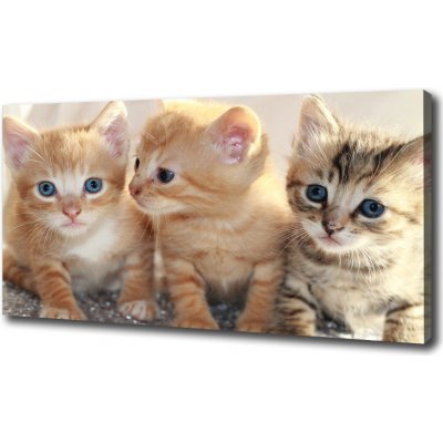 Foto obraz na plátne Malé mačky 100x50 cm