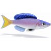 Aquascaperi Cichlida žltochvostá - Cyprichromis / leptosoma mpulungu