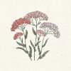 Jora Dahl Achillea millefolium 