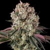 Barney´s Farm - Glookies 1 ks - Semienka neobsahujú THC