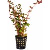 Rotala Vietnam H'ra