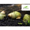 Slimák Filopaludina sumatrensis