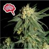 Seedsman Amnesia Fast semena neobsahují THC 25 ks