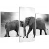 Obraz - slony (Obraz 90x60cm)