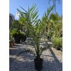 Phoenix canariensis v celkovej výške 150 cm