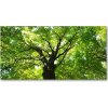 Foto obraz akrylový na stenu Zelený les 100x50 cm