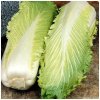 BIO Kapusta pekingská Granat - Brassica oleracea - bio semená kapusty - 100 ks