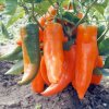 Paprika ročná Timia - Capsicum annuum - semená papriky - 30 ks
