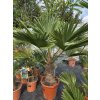 Trachycarpus wagnerianus 20L s výškou kmeňa 30 cm