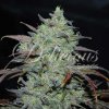 Delicious Seeds Marmalate semena neobsahuji THC 25 ks