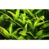 Hygrophila corymbosa