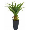 Agave kaktus s květináčem, 75 cm