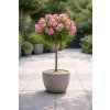 Nerium Oleander ružový kvet na kmienku - 3L - 60-70 CM (odroda Roseum Plenum)