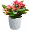 Kvetináč plast biely Prosperplast 16,5 cm x 16,5 x 14,2 cm