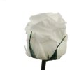 Darčeková stabilizovaná ruže MINI - biela (Darčekové balenie , White)