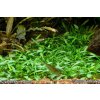Cryptocoryne parva (IN-VITRO Ø 7 cm)