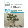 Saflax Bonsaj - olivovník - 1 bal.