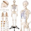 tectake 400502 anatomický model ľudskej kostry 180 cm - biela