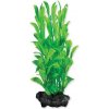 Tetra Hygrophila 15 cm
