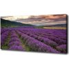 Foto obraz na plátne Pole levanduľa 100x50 cm