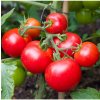 Paradajka Moneymaker - Solanum lycopersicum - semená - 20 ks