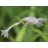 Aquascaperi Pazúrnačka malá zlatá - Hymenochirus / sp. gold