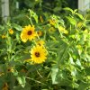 Slnečnica slabá - zmes - Helianthus debilis mix - semená - 7 ks