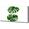 Moderný obraz canvas na ráme Tropické lístia 100x50 cm