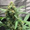 Doctor´s Choice Seeds Chronic Ryder BX Auto Regular 5 ks
