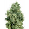 White Label White Gold semena neobsahují THC 10 ks