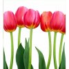 DIMEX fototapeta Červené tulipány MS-3-0126 - 225 x 250 cm (150g VLIES - LEPIDLO ZADARMO)