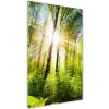 Vertikálny foto obraz sklenený Slnko v lese 50x100 cm