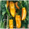 Bio Paprika Palladio F1 - Capsicum annuum - predaj bio semien - 5 ks