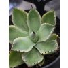 Agave potatorum ‘Kichi-Jokan’ v šírke 10 cm, výške 6 cm