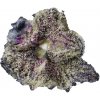 Highbreed Seeds - Gomu Gomu Mango Auto 7 ks - Semená bez THC