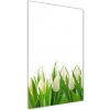 Vertikálny foto obraz akryl do obývačky Biele tulipány 50x100 cm