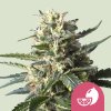 Royal Queen Seeds Cannabis Seeds Lemon Shining Silver Haze Feminized 1 ks