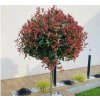 Červienka fraserová Carre Rouge na 80-90 cm kmienku, výška 130-150 cm, kvetináč 15 l