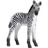 Mojo Zebra mláďa