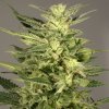 Dutch Passion Jorge’s Diamonds neobsahuje THC 3 ks